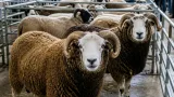 Breeding rams reach £920 as Armoy Mart reports strong sheep trade