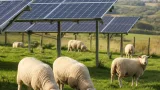 Cornell research examines sheep grazing beneath solar panels