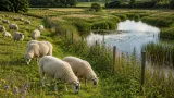 Northern Ireland proposes £9m nature recovery scheme involving farmers