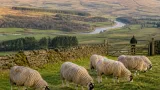 Wildlife Trusts secure £30m to acquire Northumberland estate
