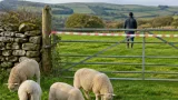 Farmer loses 59 lambs in suspected dog attack, questions police response
