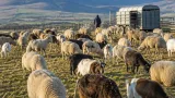 Winter grazing scheme moves 300,000 animals from mountain pasture to farmland