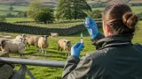 Bluetongue confirmed on more than 500 Welsh farms