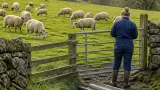 ‘Iceberg diseases’ linked to hidden losses in sheep flock productivity