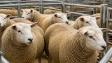 Texel shearlings lead strong breeding trade at Skipton