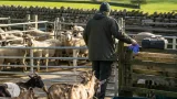 Brucellosis study finds knowledge is not translating into safer farm practice