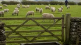 Rare parotid abscess from brucellosis reported in Chinese sheep breeder