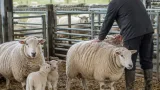 Ewe condition linked to colostrum, milk and lamb growth