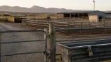 Foot-and-mouth restrictions hit Namibia marketing despite year-to-date sheep growth