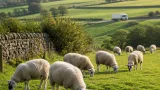 NFU Scotland warns supermarket sourcing gains could be reversed