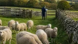 Australia’s EU trade deal faces scrutiny over sheepmeat export forecasts