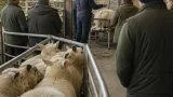 New Zealand wool sector extends shearer welfare training after abuse cases
