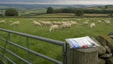 Irish knackeries stop fallen-sheep collections amid funding dispute