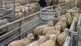 Australian sheep and lamb supplies rise without the expected price pressure