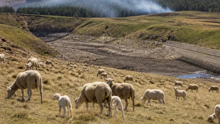 Scotland must prepare farming for hotter, drier summers, says analysis of 2026 season