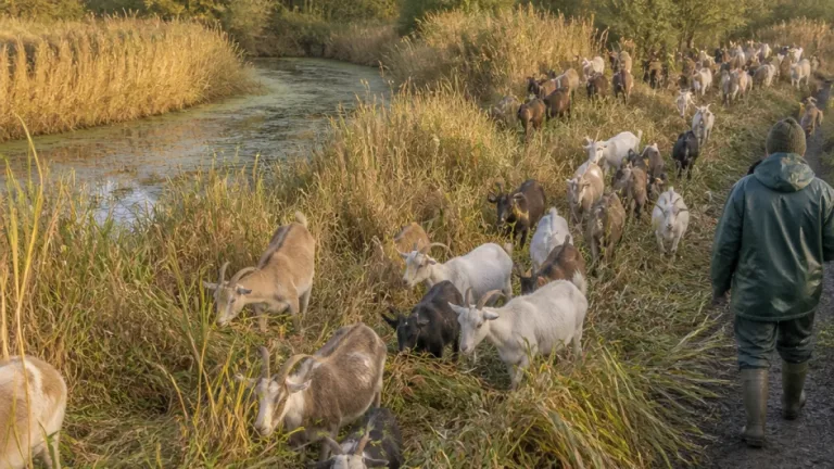 Goats used to clear dense phragmites in Rama, clearing around three acres in three weeks