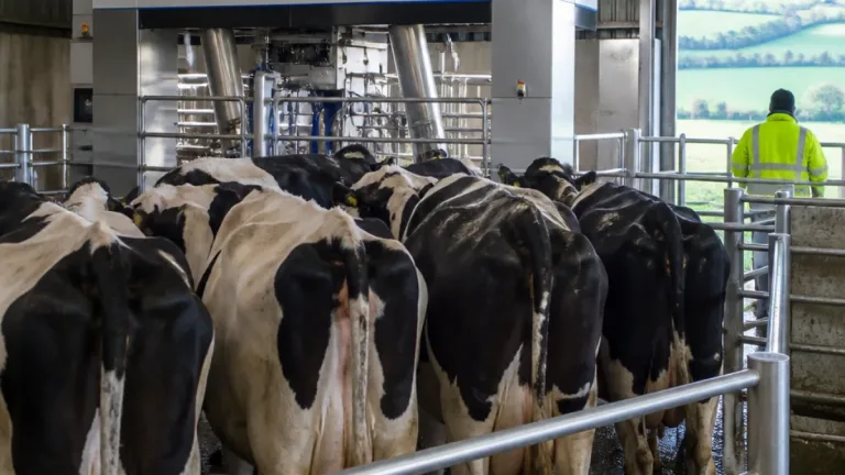 Minister confirms cow number caps remain in TAMS 3 for some young dairy investments