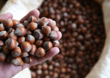 Fındığa Yüzde 26,5 İndirim Geldi!