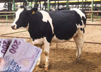 Üreticiye Gebe Düve ve Aylık 1500 TL Bakım Desteği Müjdesi!