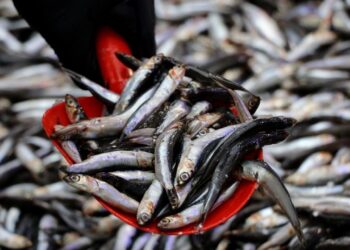 Hamsiye Yüzde 200 Zam Geldi!