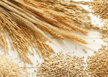 Hububata Zam Geldi! İşte Güncel Buğday ve Arpa Fiyatları!