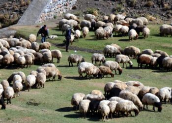 Tarım Bakanlığı Küçükbaş Hayvan Satacak! Üreticilere Müjde!